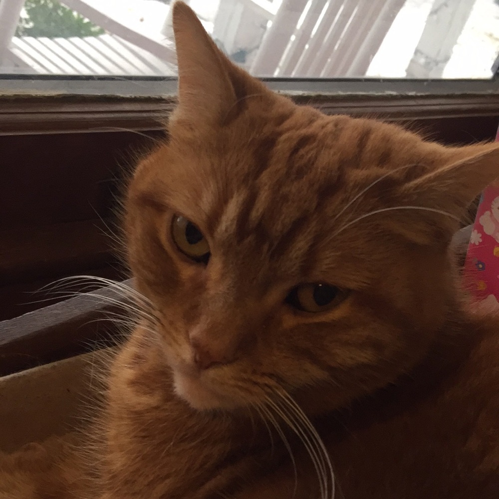 Meet your Posher, Marie